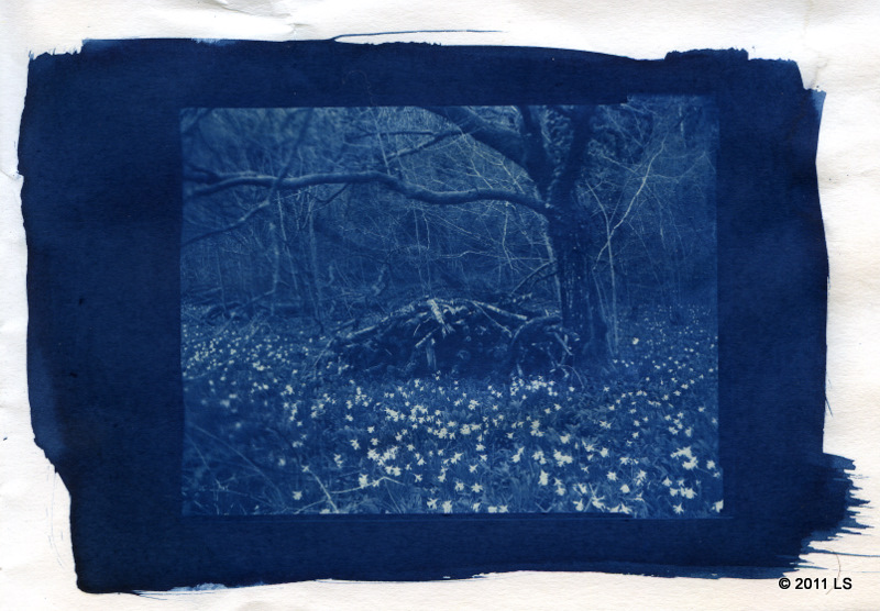 Dartmoor #2. Cyanotype.